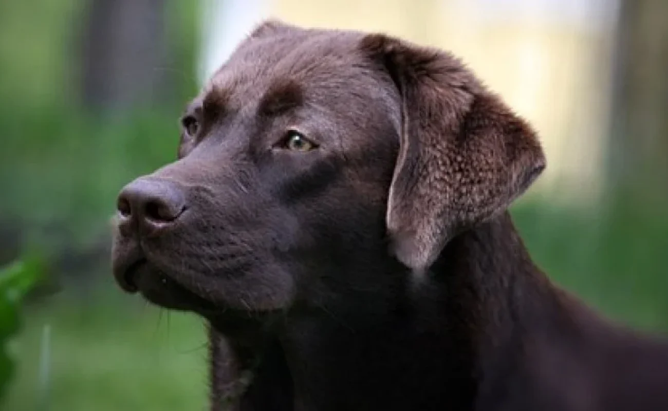 Weet een hond dat je zwanger bent? Weet een hond dat je zwanger bent?
